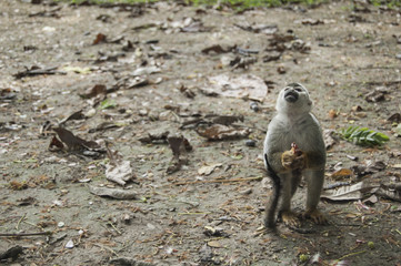 Portrait Squirrel Monkey (Saimiri sciureus), South American, Monkey Island, Amazon Colombian