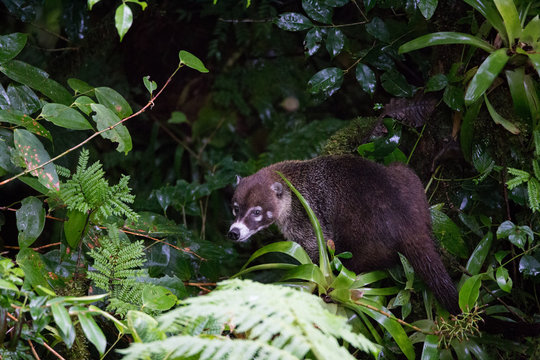 Wild white-nosed coati in  rainforest