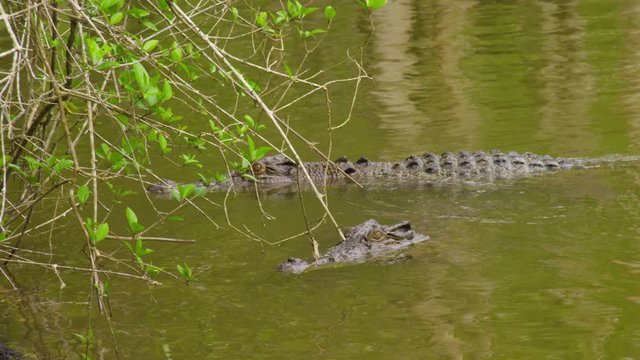 A two shot showing two crocodile