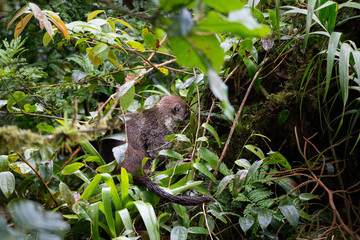 Wild white-nosed coati in  rainforest
