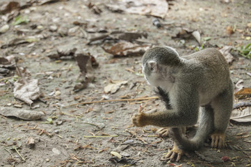 Portrait Squirrel Monkey (Saimiri sciureus), South American, Monkey Island, Amazon Colombian
