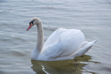 Fototapeta premium łabędź