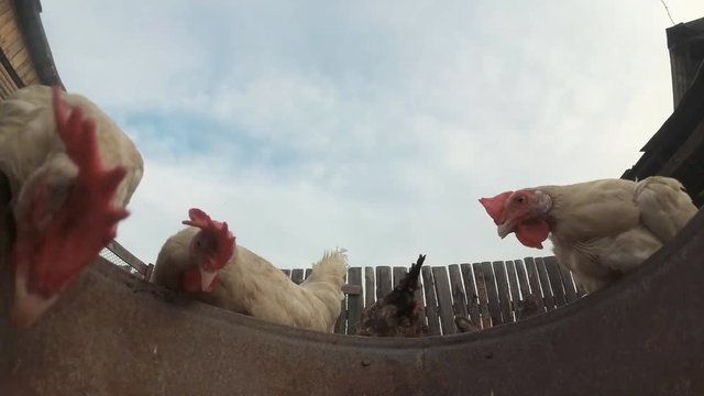 Chickens in the hen house eat food.