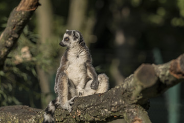 Lemur with striped tail in sunny evening