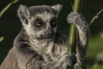 Lemur with striped tail in sunny evening