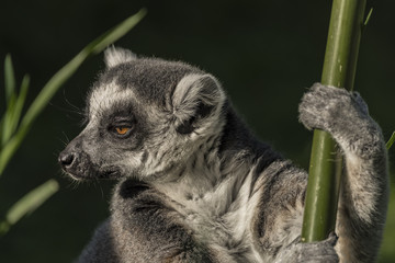 Lemur with striped tail in sunny evening