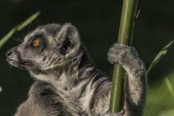 Lemur with striped tail in sunny evening