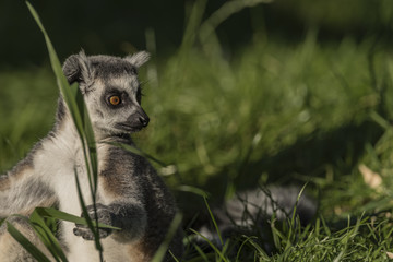 Fototapeta premium Lemur with striped tail in sunny evening