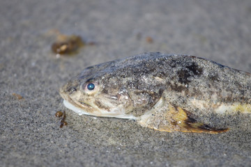 flat bottomed fish washed up on Vancouver Island beach