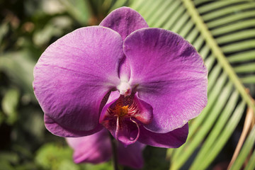 One flower of a pink orchid with orange and white spots on petals, close-up