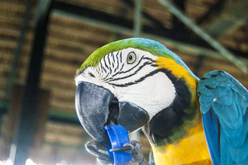 Gorgeous Scarlet macaws amazonian parrot intense red blue yellow orange and green color