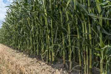 Fototapeta premium Corn field before harvest on farmland