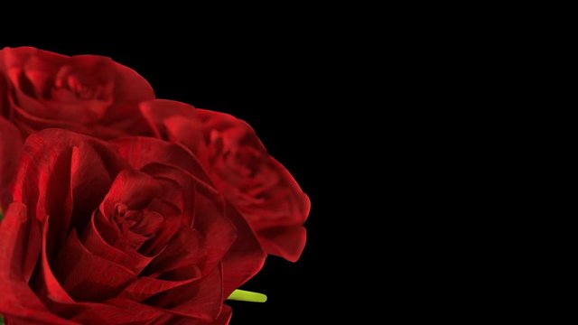 rotating red rose alpha channel included - 3D render
