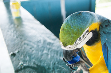 Gorgeous Scarlet macaws amazonian parrot intense red blue yellow orange and green color