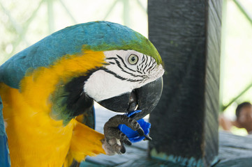 Gorgeous Scarlet macaws amazonian parrot intense red blue yellow orange and green color
