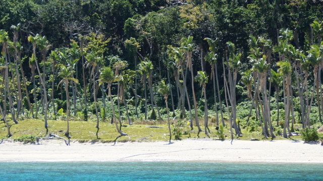 Palmenstrand
