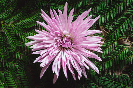 Fuji Spider Mum on Rustic Wooden Table