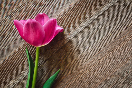 Pink Tulip on Rustic Wooden Table