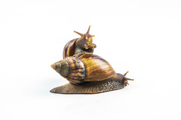 snails on white background  ,Can convey the love of family or Love between mother and child