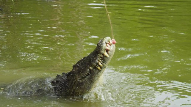 A shot of a crocodile diving out of the green water and successfully catching some bait on a stick.