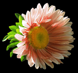 Garden red-white  flower on the black isolated background with clipping path. Nature. Closeup no shadows, Chamomile.