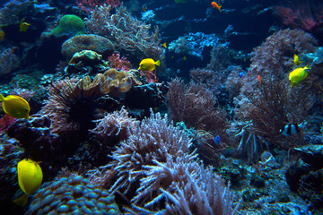 underwater coral reef landscape. Coral garden with tropical fish