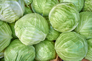 Fototapeta premium cabbage from field. cabbage background
