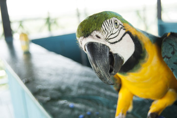Gorgeous Scarlet macaws amazonian parrot intense red blue yellow orange and green color