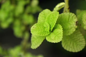 mint leaves