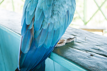 Gorgeous Scarlet macaws amazonian parrot intense red blue yellow orange and green color