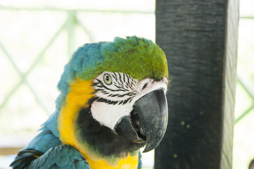 Gorgeous Scarlet macaws amazonian parrot intense red blue yellow orange and green color