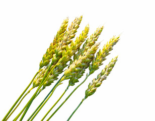 Wheat isolated on white background. Maturing of grains. The concept of a rich harvest