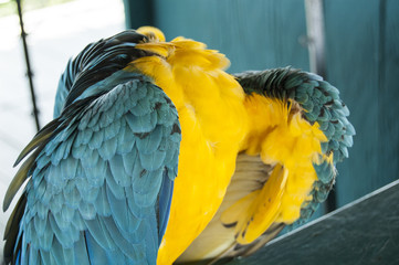 Gorgeous Scarlet macaws amazonian parrot intense red blue yellow orange and green color