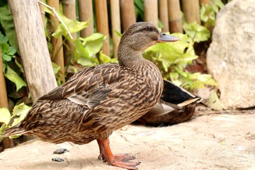 The duck