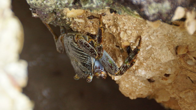 Krabbe