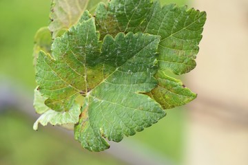 Grape leaves