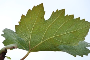 Grape leaves