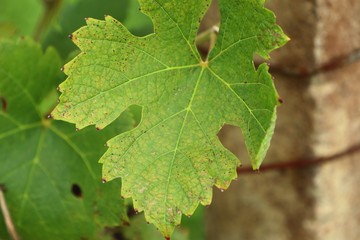 Grape leaves