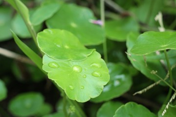 Asiatic leaf with water drop