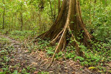 Buttress tree roots in rainforest