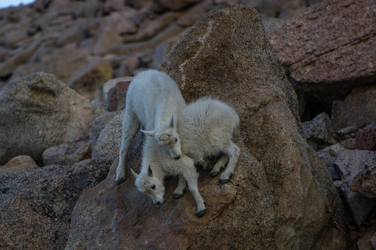 Mountain Goat Kids Playing