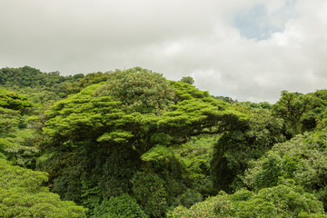 Lush rainforest canopy Monteverde Costa Rica