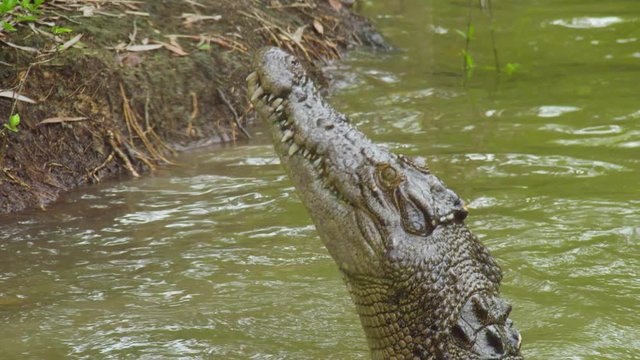 A medium shot of a crocodile's head reaching out for a bait