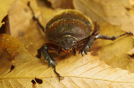 カブトムシ　　メス
