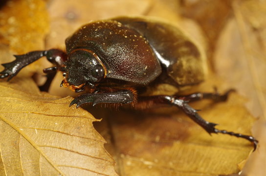 カブトムシ　　メス