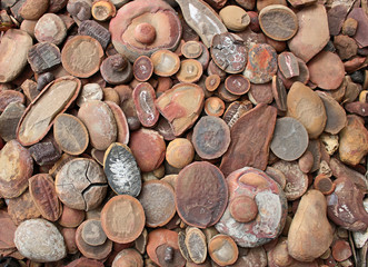 Layers of rocks containing fossils covering the ground. The concretions are from the Mazon Creek...