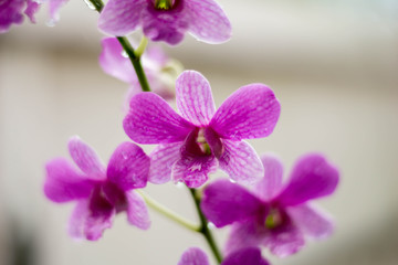 Fototapeta na wymiar Purple orchid