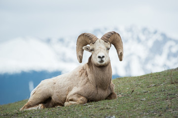 Bighorn