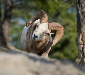 Bighorn