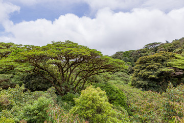 Fototapeta na wymiar Lush rainforest canopy Monteverde Costa Rica